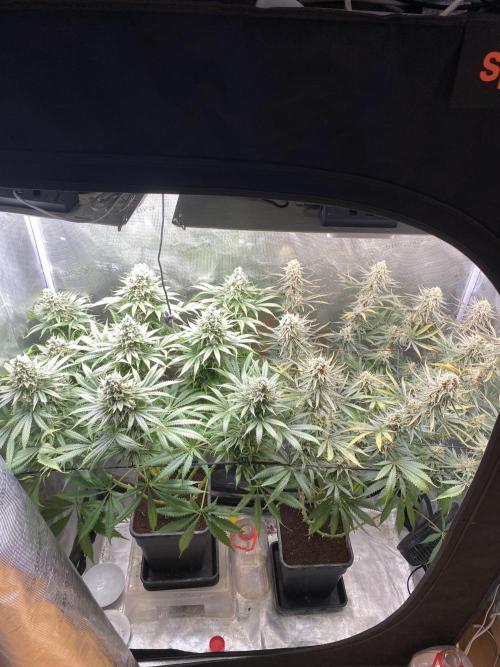 🦍🍪Gorilla Cookies FF# Phenohunt. Week 14
