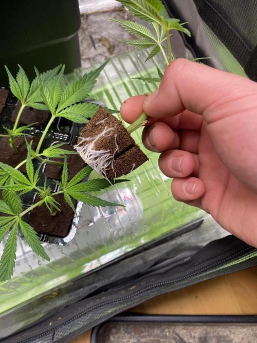 Gorilla coockies Pheno winner run. Week 0