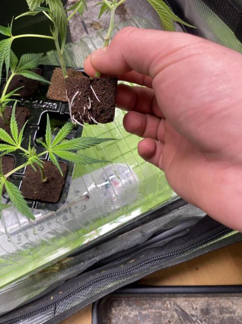 Gorilla coockies Pheno winner run. Week 0