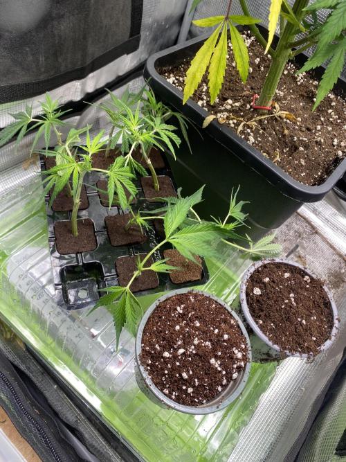 Gorilla coockies Pheno winner run. Week 0