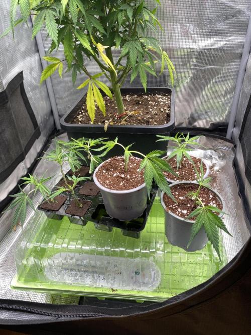 Gorilla coockies Pheno winner run. Week 0