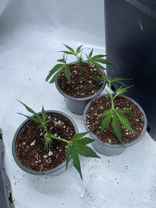 Gorilla coockies Pheno winner run. Week 1