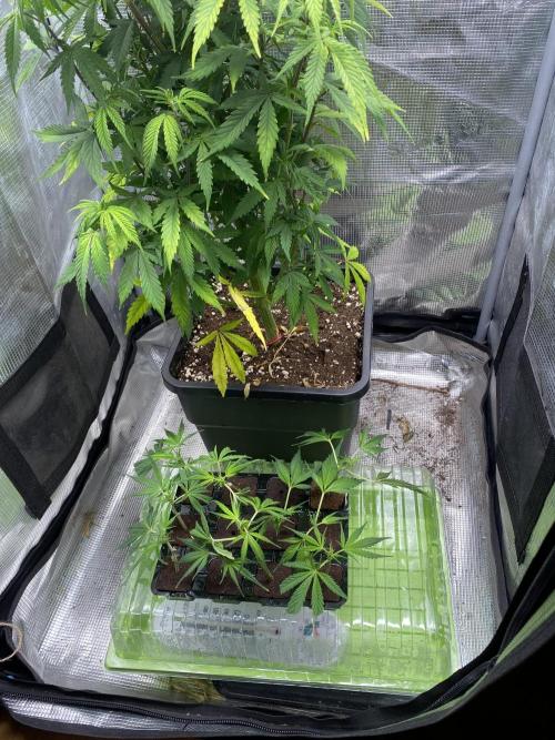 Outdoor Gorilla coockies FF. Week 0