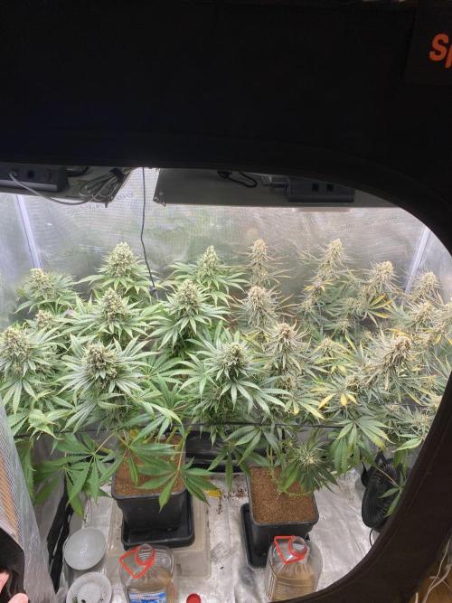 🦍🍪Gorilla Cookies FF# Phenohunt. Week 14
