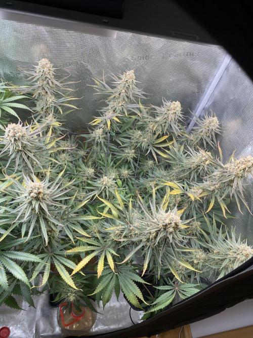 🦍🍪Gorilla Cookies FF# Phenohunt. Week 14
