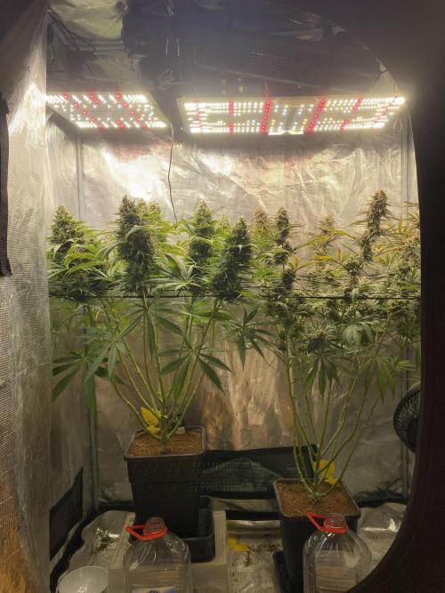 🦍🍪Gorilla Cookies FF# Phenohunt. Week 14