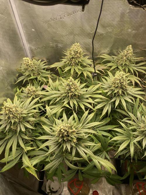🦍🍪Gorilla Cookies FF# Phenohunt. Week 14