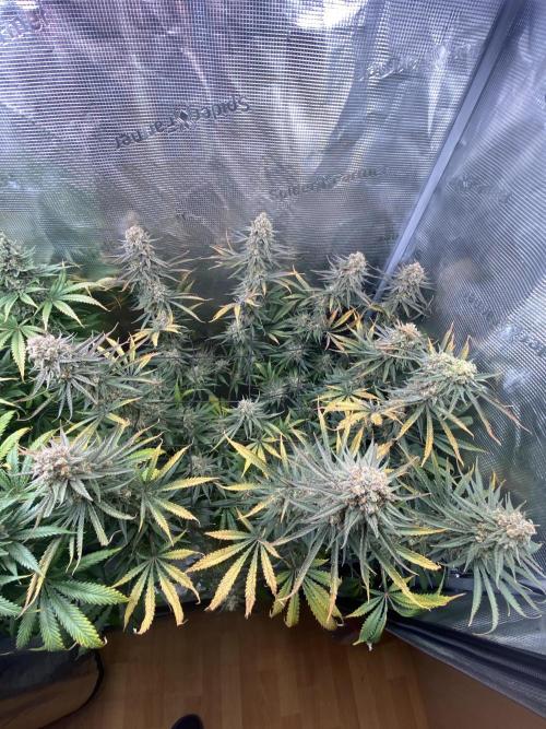 🦍🍪Gorilla Cookies FF# Phenohunt. Week 15