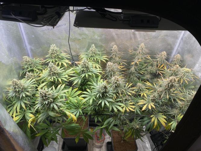 🦍🍪Gorilla Cookies FF# Phenohunt. Week 15