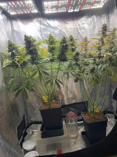 🦍🍪Gorilla Cookies FF# Phenohunt. Week 15