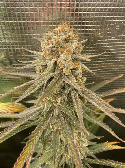 🦍🍪Gorilla Cookies FF# Phenohunt. Week 15