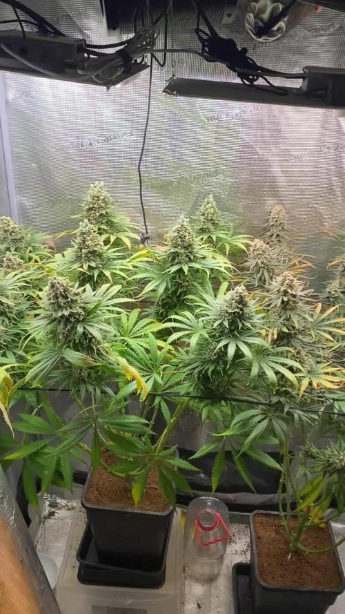 🦍🍪Gorilla Cookies FF# Phenohunt