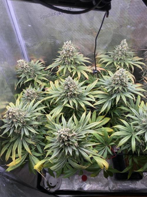 🦍🍪Gorilla Cookies FF# Phenohunt. Week 15