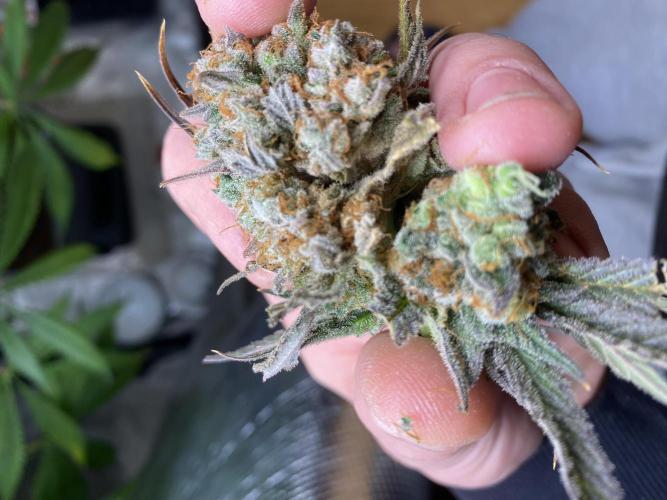 🦍🍪Gorilla Cookies FF# Phenohunt. Week 14