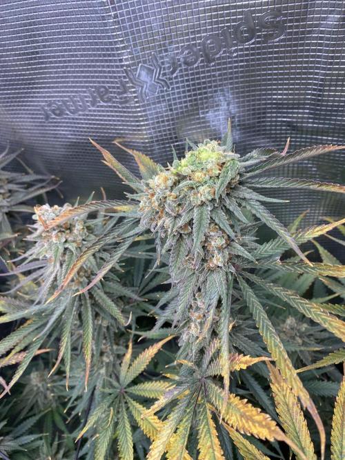🦍🍪Gorilla Cookies FF# Phenohunt. Week 14