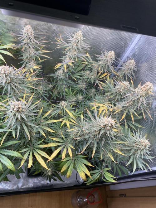 🦍🍪Gorilla Cookies FF# Phenohunt. Week 14