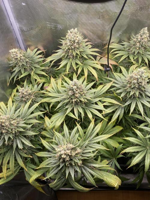 🦍🍪Gorilla Cookies FF# Phenohunt. Week 14