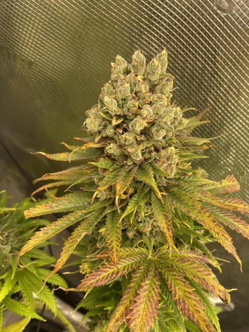 🦍🍪Gorilla Cookies FF# Phenohunt. Week 16