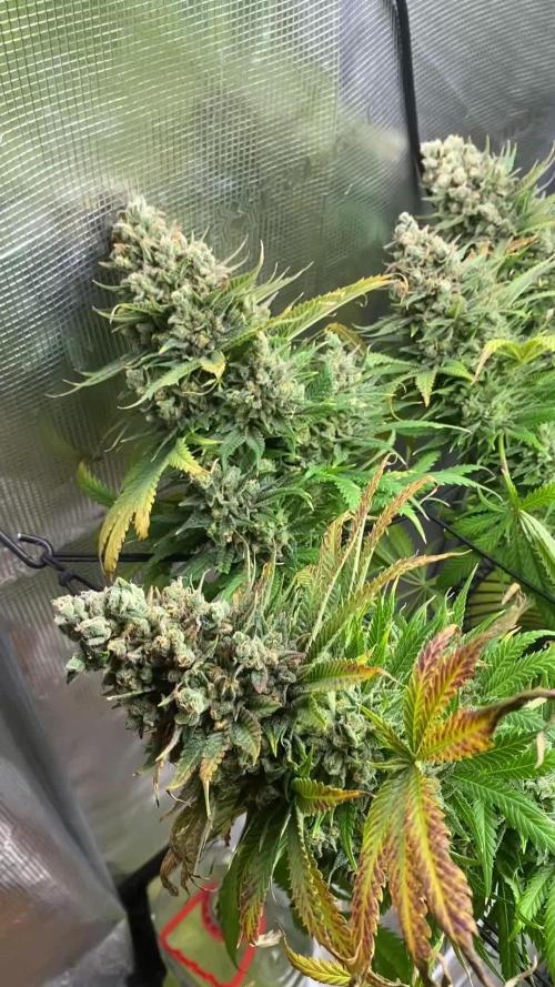 🦍🍪Gorilla Cookies FF# Phenohunt