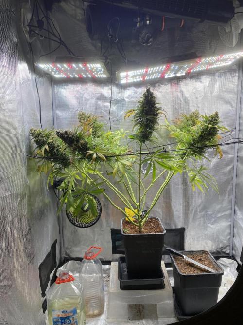 🦍🍪Gorilla Cookies FF# Phenohunt. Week 16