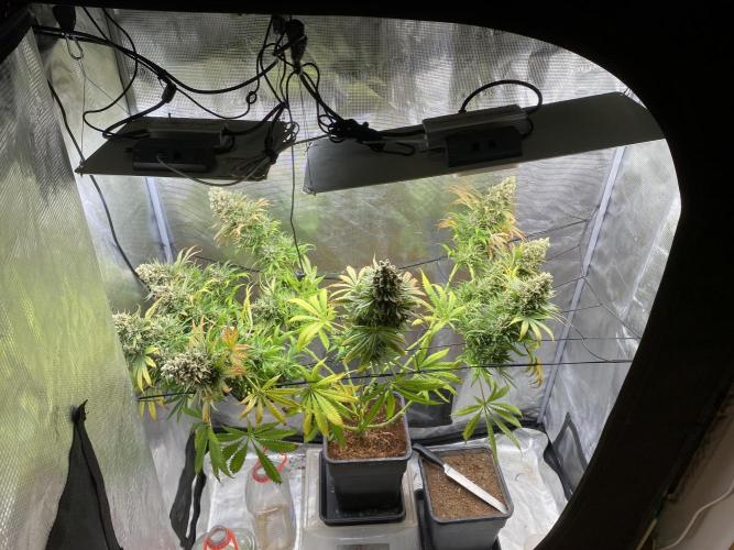 🦍🍪Gorilla Cookies FF# Phenohunt. Week 16