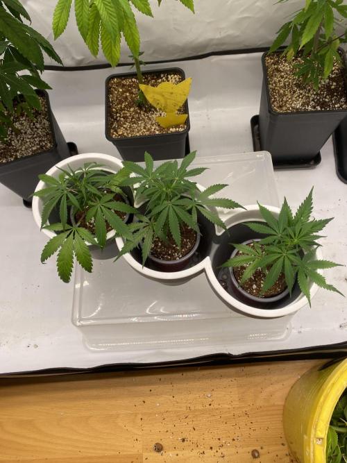 Gorilla coockies Pheno winner run. Week 1