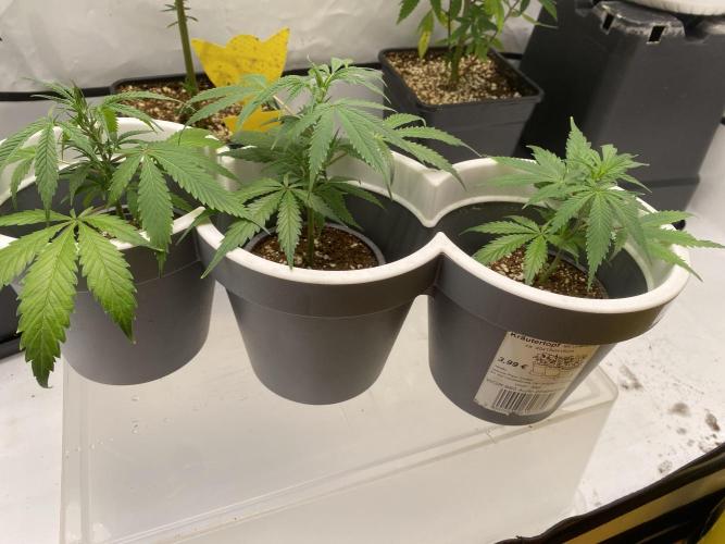 Gorilla coockies Pheno winner run. Week 1