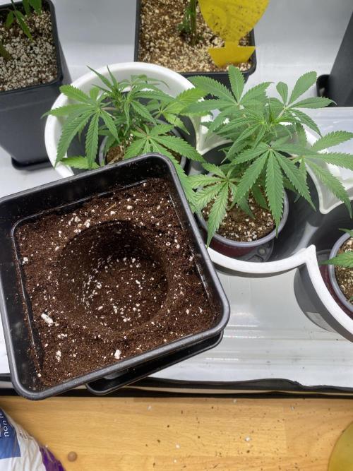Gorilla coockies Pheno winner run. Week 1