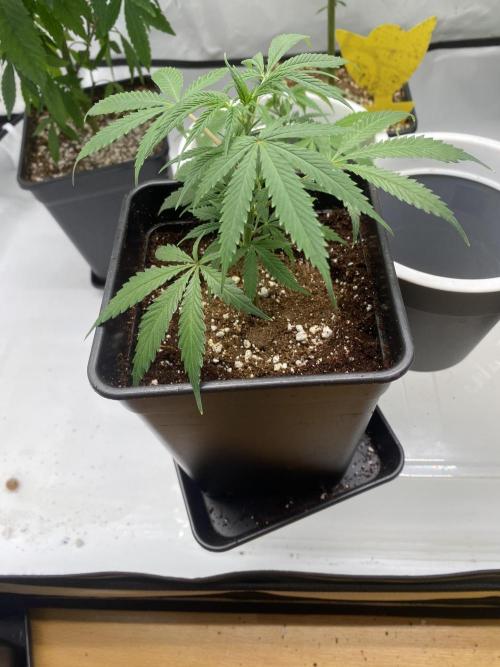 Gorilla coockies Pheno winner run. Week 1