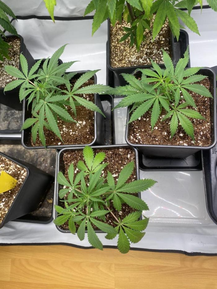 Gorilla coockies Pheno winner run. Week 2