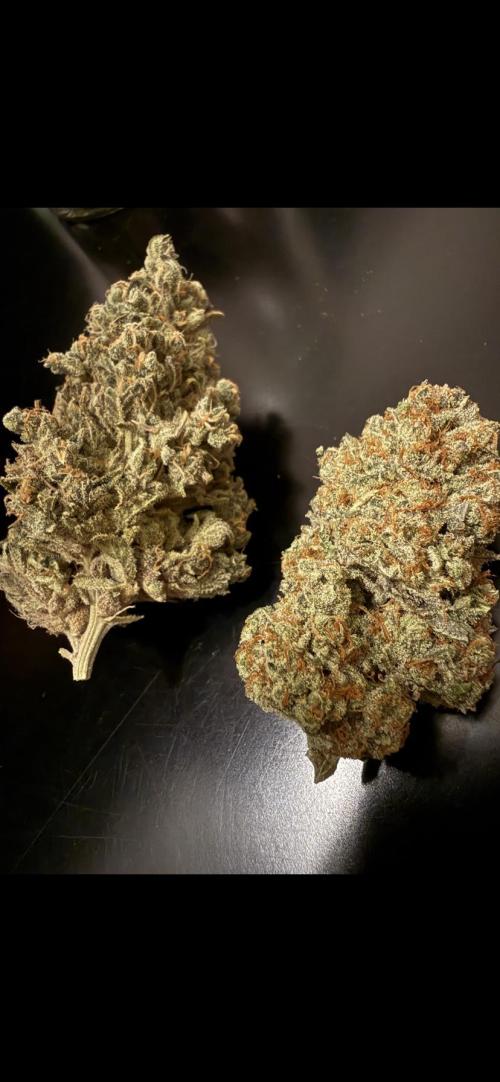 🦍🍪Gorilla Cookies FF# Phenohunt. Week 17