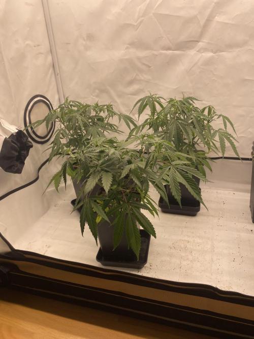 Gorilla coockies Pheno winner run. Week 4
