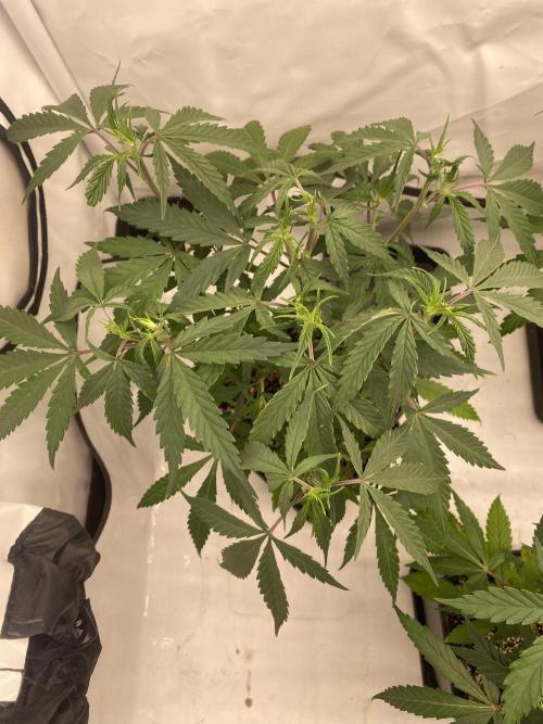 Gorilla coockies Pheno winner run. Week 4