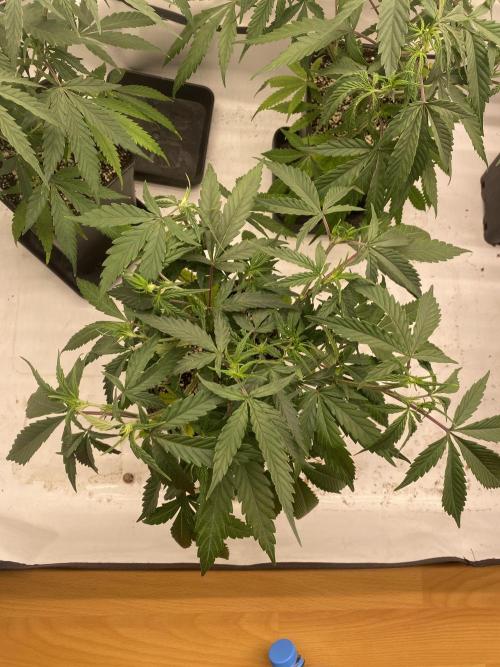 Gorilla coockies Pheno winner run. Week 4