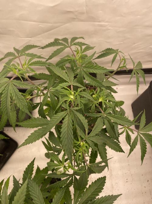 Gorilla coockies Pheno winner run. Week 4
