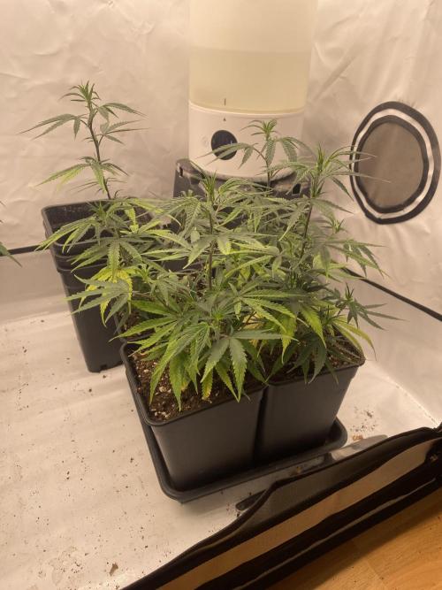 Outdoor Gorilla coockies FF. Week 4