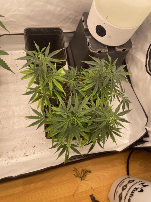 Outdoor Gorilla coockies FF. Week 4