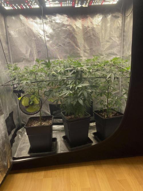 Grape Gas S1. Week 5