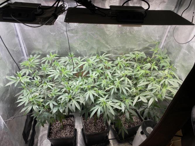 Grape Gas S1. Week 5