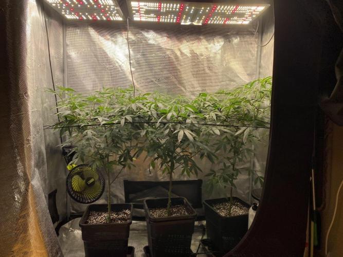 Grape Gas S1. Week 5