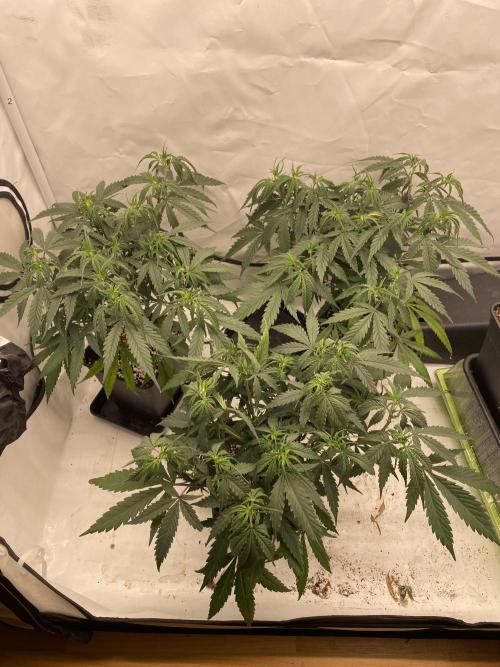 Gorilla coockies Pheno winner run. Week 4