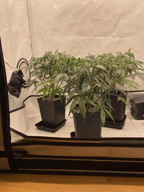 Gorilla coockies Pheno winner run. Week 4