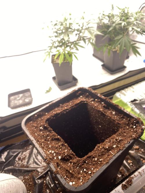 Gorilla coockies Pheno winner run. Week 5