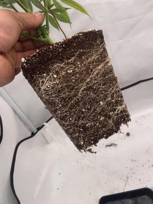 Gorilla coockies Pheno winner run. Week 5