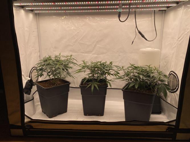 Gorilla coockies Pheno winner run. Week 5