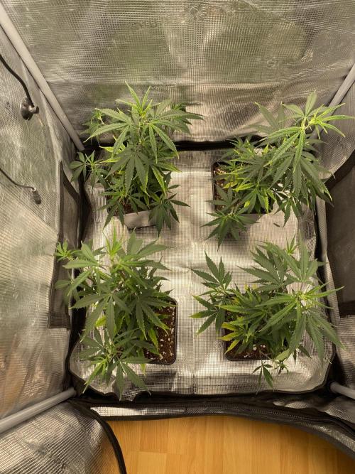 Outdoor Gorilla coockies FF. Week 5