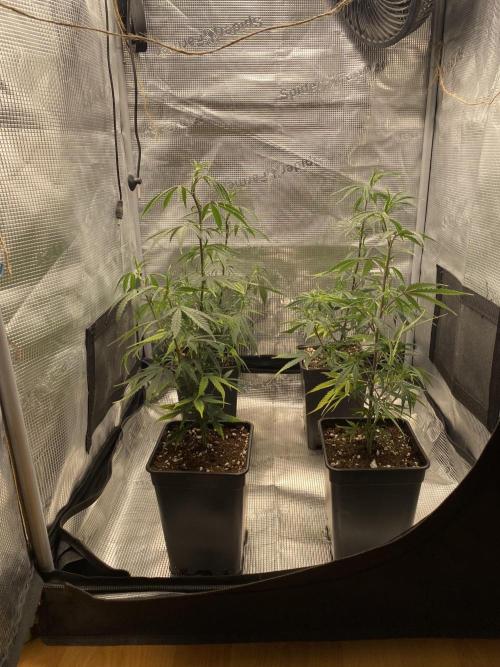 Outdoor Gorilla coockies FF. Week 5