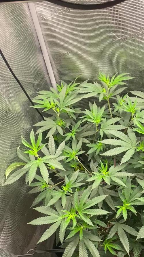 Grape Gas S1