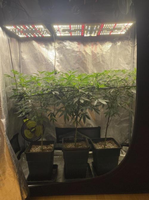 Grape Gas S1. Week 6