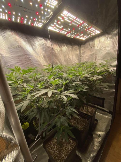 Grape Gas S1. Week 6